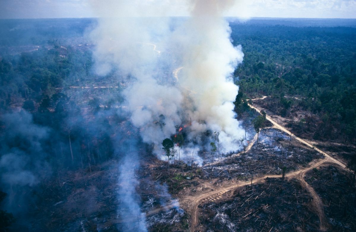 Burning rainforest high res